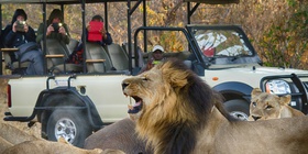 Chobe Game Drive Safari